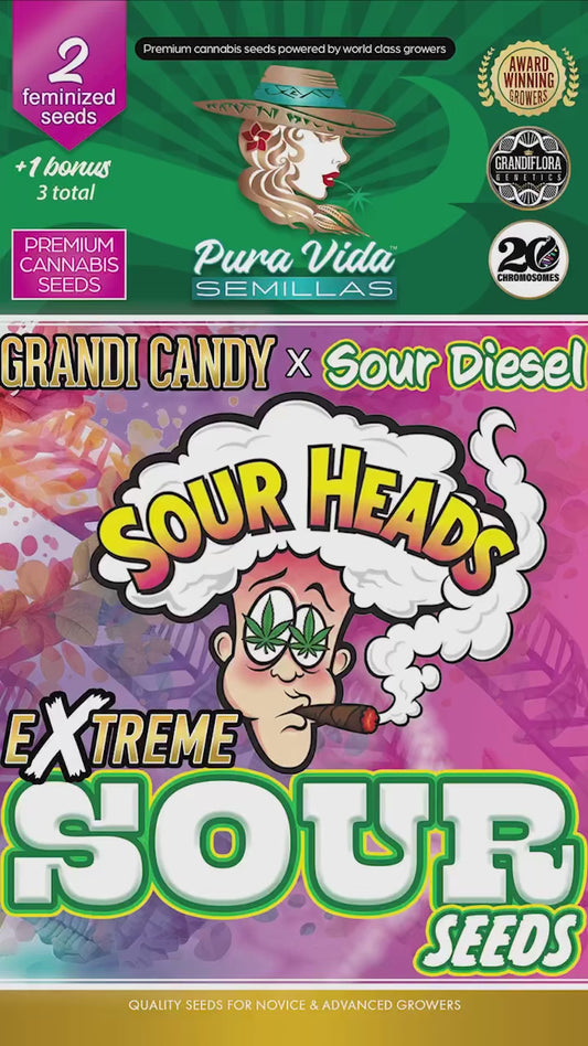 Sour Headz 2+1 seed pack